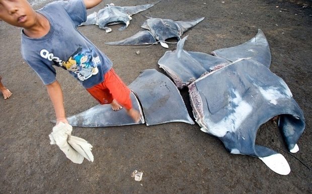 Manta rays are lined up at a fishing market in Indonesia.